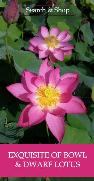 Exquisite of Bowl & Dwarf Lotus