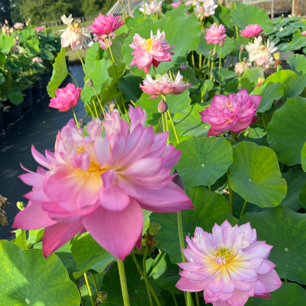 Holy Fire - Lotus (Bare Root ) - Webb's Water Gardens