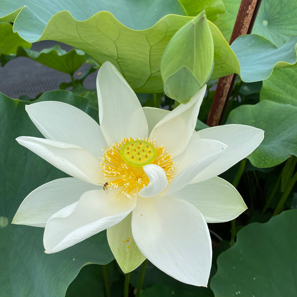 Princess Kennedy Of Ten Mile Creek Lotus  <br>  Classic White Lotus!