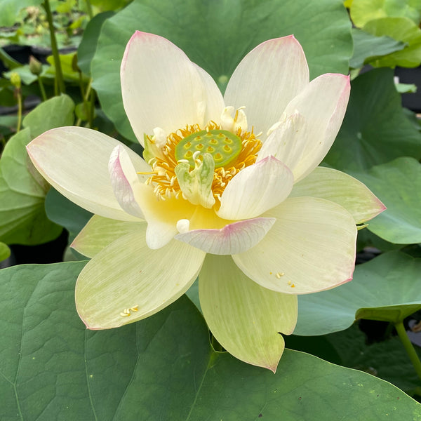 PinkBeautyCH5404_4_grande.jpg?