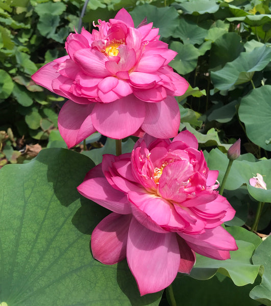 Natural Organic Pink Lotus Dried Flower Petals Sacred Lotus for beauty skin  🌸🌸