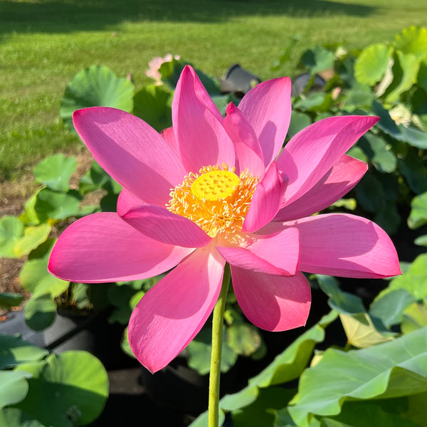 ThePresident2022_2_grande.jpg?