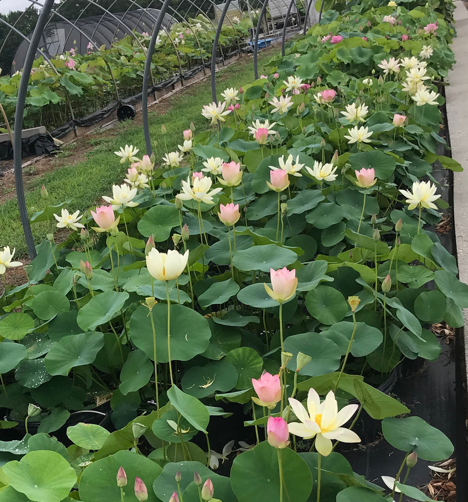 Beautiful Dancer Lotus  <br>  Lots and lots of blooms!