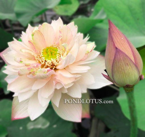 A Fortune in Flowers Lotus   <br> Heavy Bloomer!  <br> Reserve Lotus Varieties ASAP for 2020! - PondLotus.com