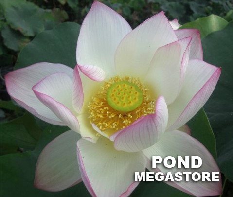 American Three Color Lotus (Mei Sanse) <br> Reserve Lotus Varieties ASAP for 2020! - PondLotus.com