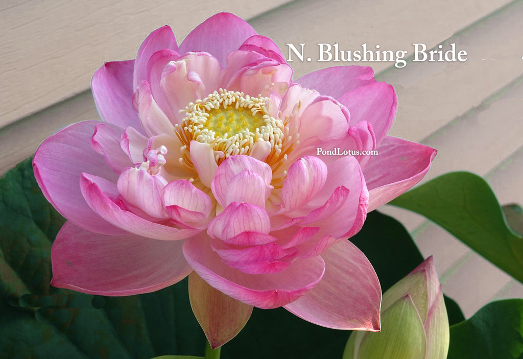 Blushing Bride Lotus  <br>  Tall, Elegant Lotus!  <br> Reserve Lotus Varieties ASAP for 2020! - PondLotus.com