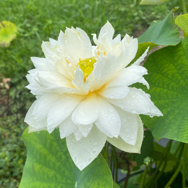 DaJinBianLargeBrocadeEdge_gran