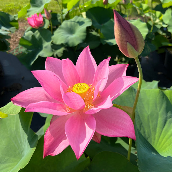 Ju Zi Ch Lotus Lotus - PondLotus.com