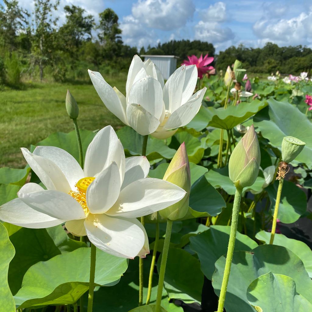 Princess Kennedy Of Ten Mile Creek Lotus  <br>  Classic White Lotus!