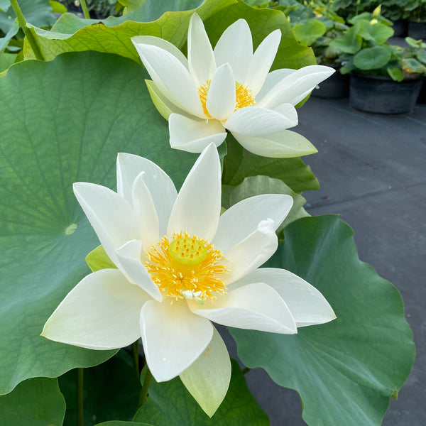 Kennedyfromplips_52481_4_grand