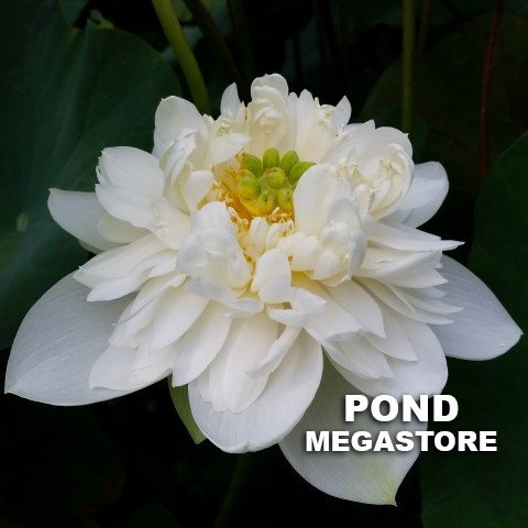 Little Green House Lotus (Xio Bitai)  <br>  White, Elegant Flowers!  <br> Reserve Lotus Varieties ASAP for 2020! - PondLotus.com