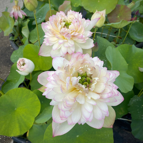 Nanzhou Buddha's Light Lotus > Gorgeous Color! - PondLotus.com