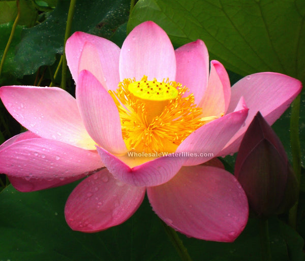 pink lotus succulent Pink-a-licious Lotus Super Pink