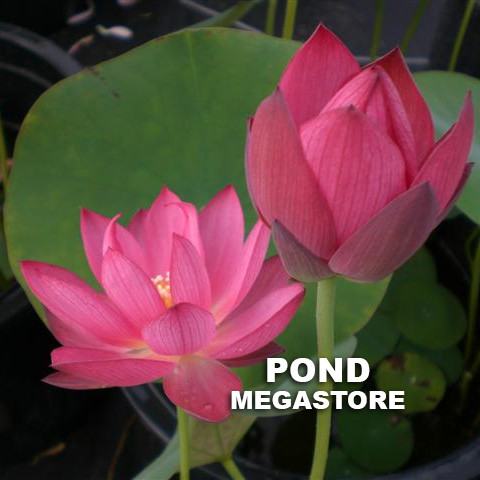 SPARKS LOTUS <br> Easy for Beginners   <br> Reserve Lotus Varieties ASAP for 2020! - PondLotus.com