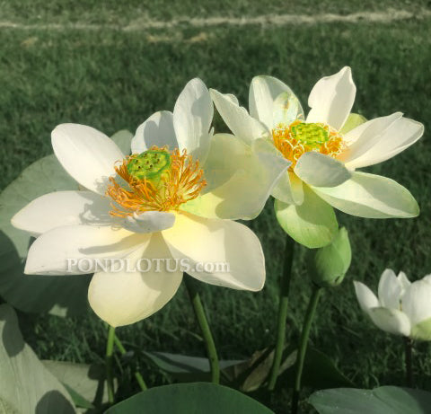 Star Of Green Lotus <br> Easy for Beginners  <br> Reserve Lotus Varieties ASAP for 2020! - PondLotus.com