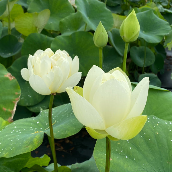 White Chrysanthemum Lotus Nice Seed Pods! - PondLotus.com