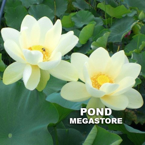 Yellow Bird Lotus   <br> Reserve Lotus Varieties ASAP for 2020! - PondLotus.com