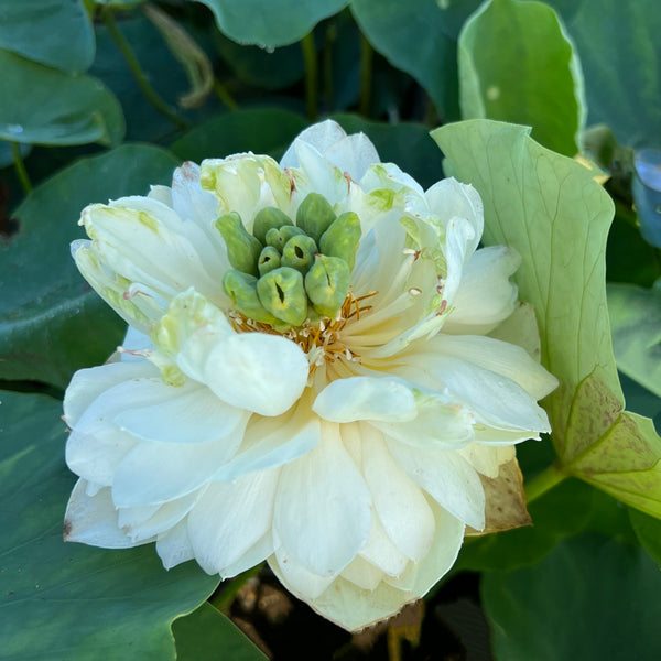 White Phoenix Lotus Mini - PondLotus.com