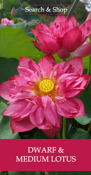 Dwarf & Medium Pond Lotus
