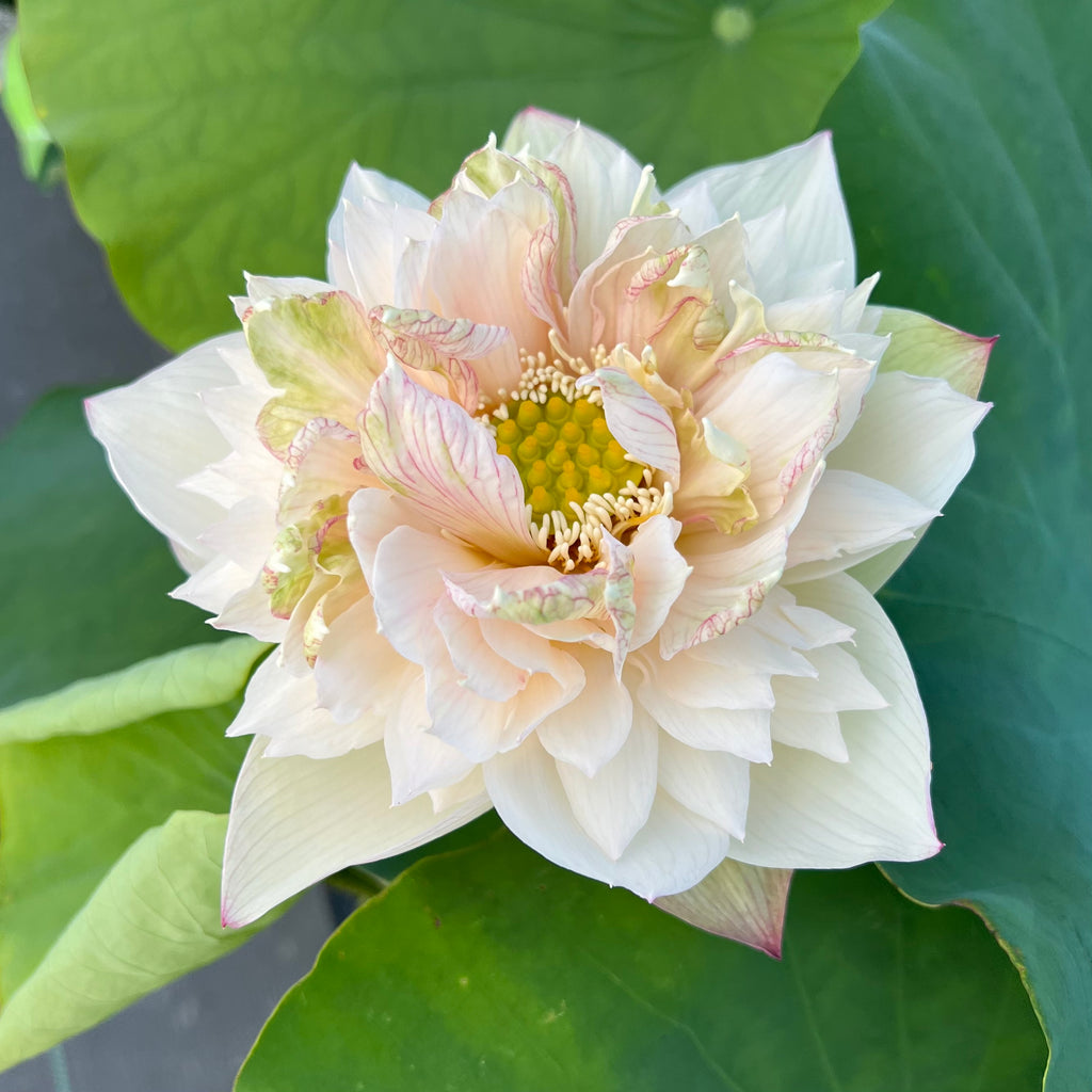A Fortune in Flowers Lotus   <br> Heavy Bloomer!