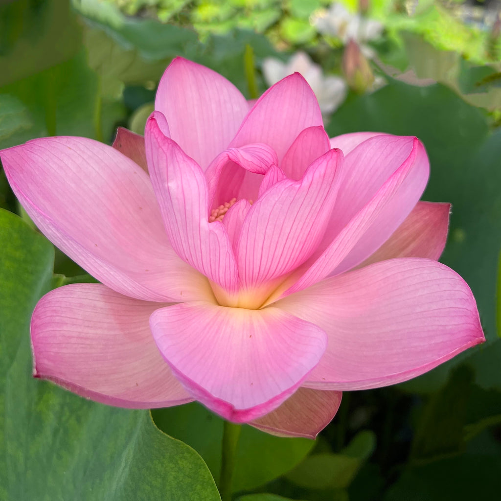 Ancient Chinese Lotus  <br>  Early Bloomer!