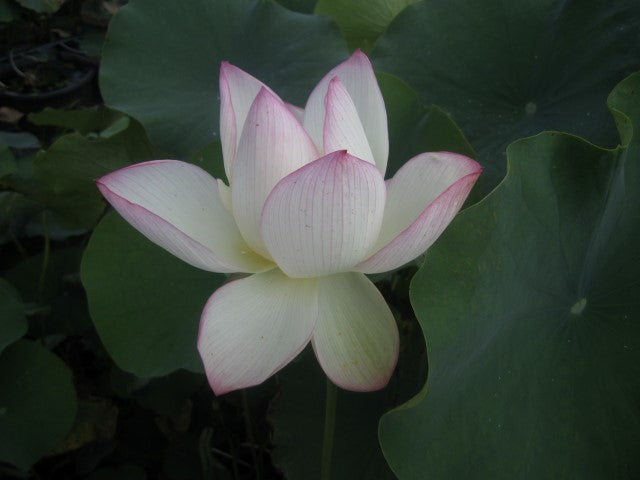 American Three Color Lotus
