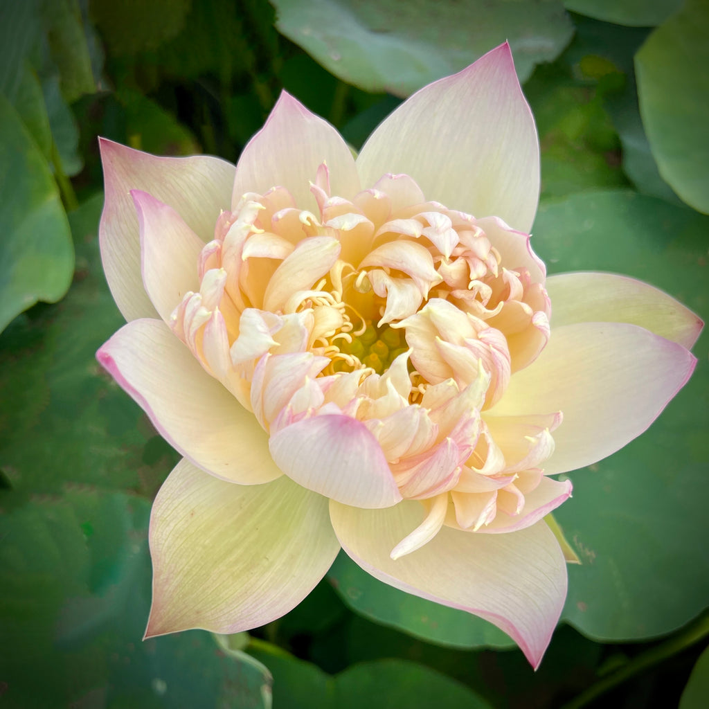 Beauty Zang Mini Lotus > New for 2024