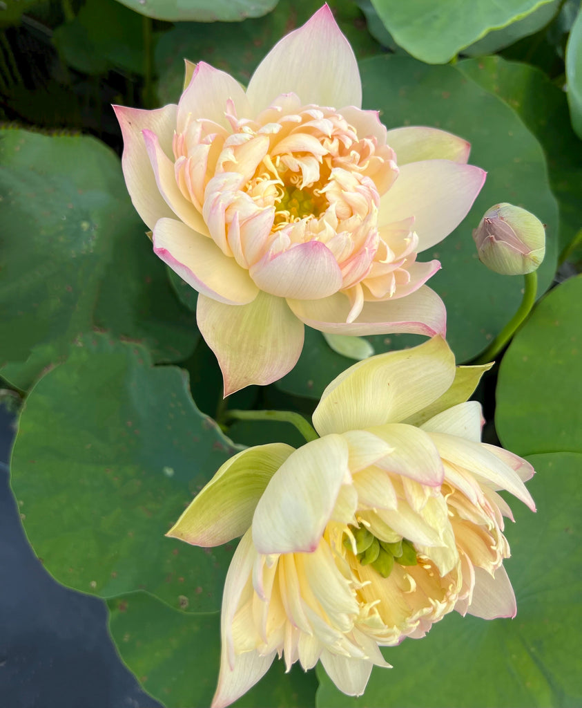 Beauty Zang Mini Lotus > New for 2024