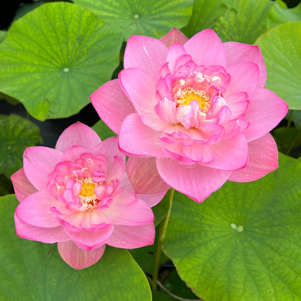 Blushing Bride Lotus  <br>  Tall, Elegant Lotus!   <br> LOTUS Flowers available in Season Only!