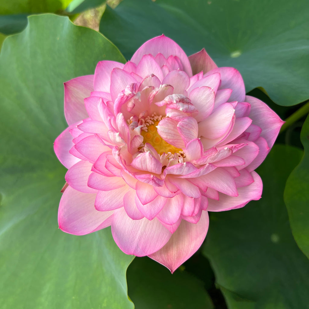 Buddha's Seat 13 Lotus   <br> LOTUS Flowers available in Season Only!