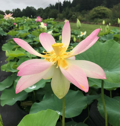 Carolina Queen Lotus <br>  10 - 12 Inch Flowers!  <br> LOTUS Flowers available in Season Only!
