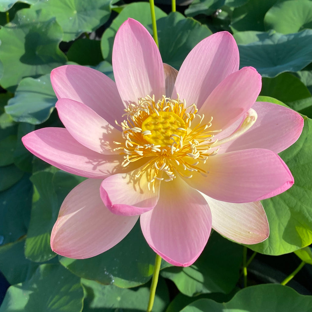 Carolina Queen Lotus <br>  10 - 12 Inch Flowers!  <br> LOTUS Flowers available in Season Only!