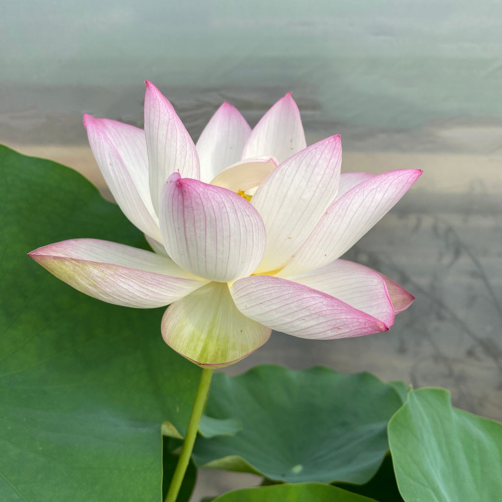 Chawan Basu Lotus  <br>  Popular Worldwide!  <br>  LOTUS Flowers available in Season Only!