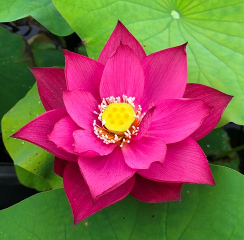 Zunyi Lotus  <br> Lovely Color!