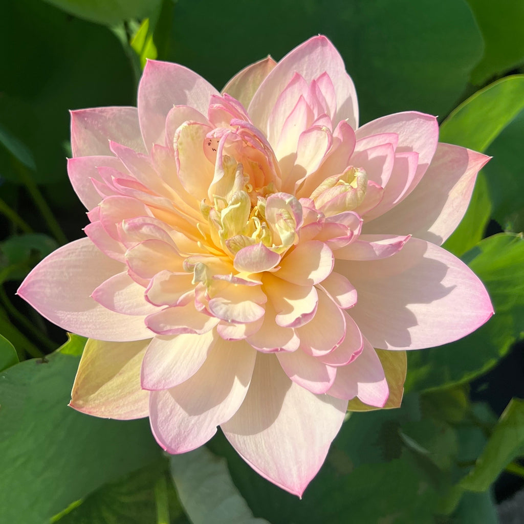 Delicate & Pretty Lotus