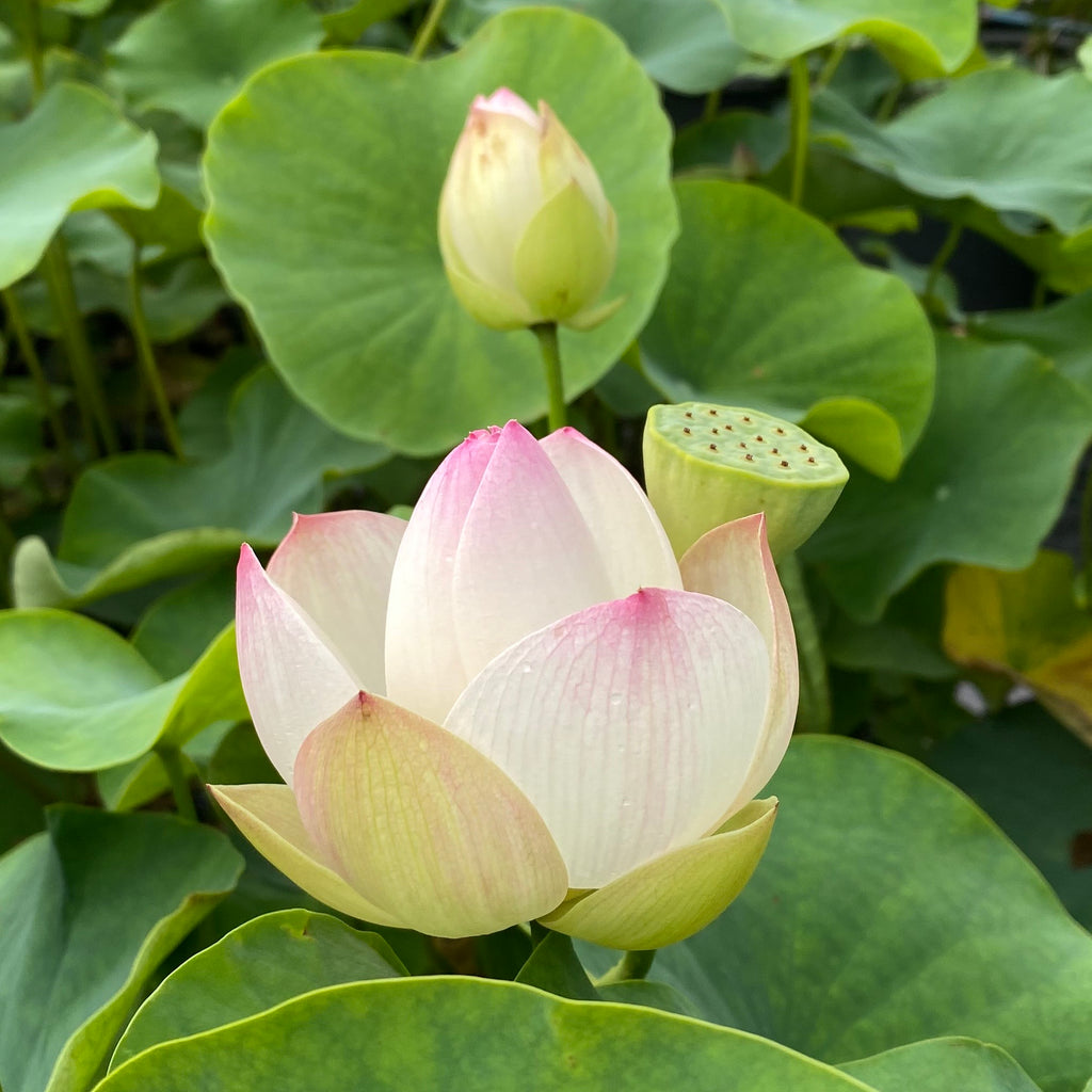 Dense Dew Lotus <br> Heavenly Blooms!