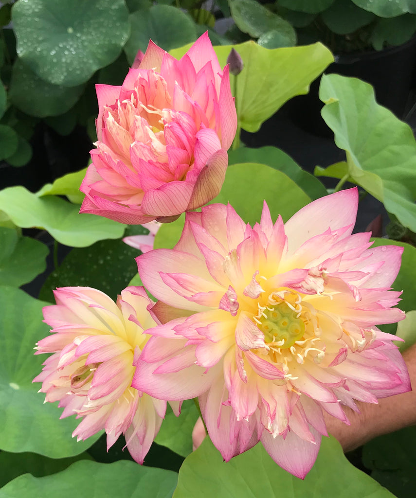 Double Petal Bayi Lotus  <br>  Sweet and Petite!
