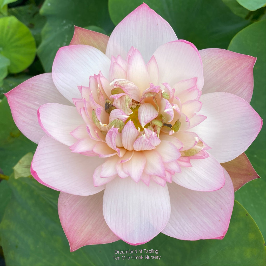 Dreamland Of Taoling Lotus  <br>  Pretty in Pink!