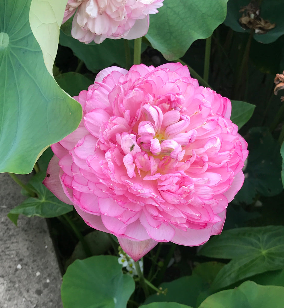 Duplicate Pink Lotus <br> Spectacular Blooms!