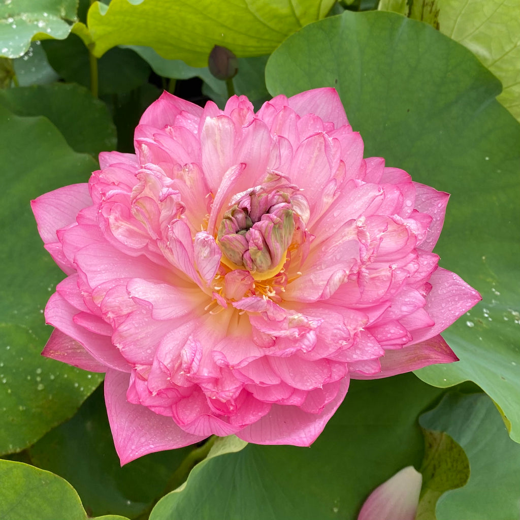 Duplicate Pink Lotus <br> Spectacular Blooms!