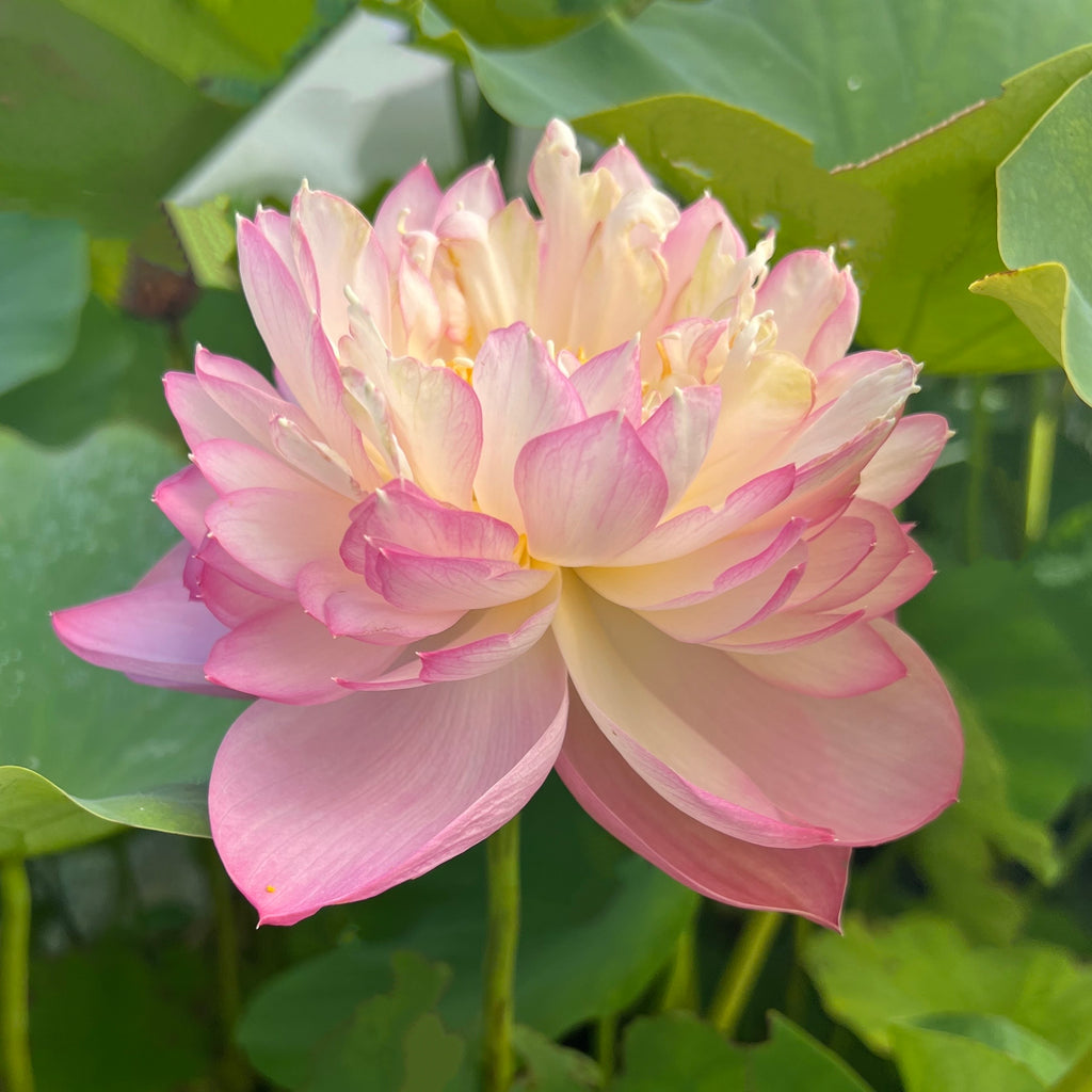 Princess Ellen Of Ten Mile Creek Lotus  <br>  Heavy Bloomer!