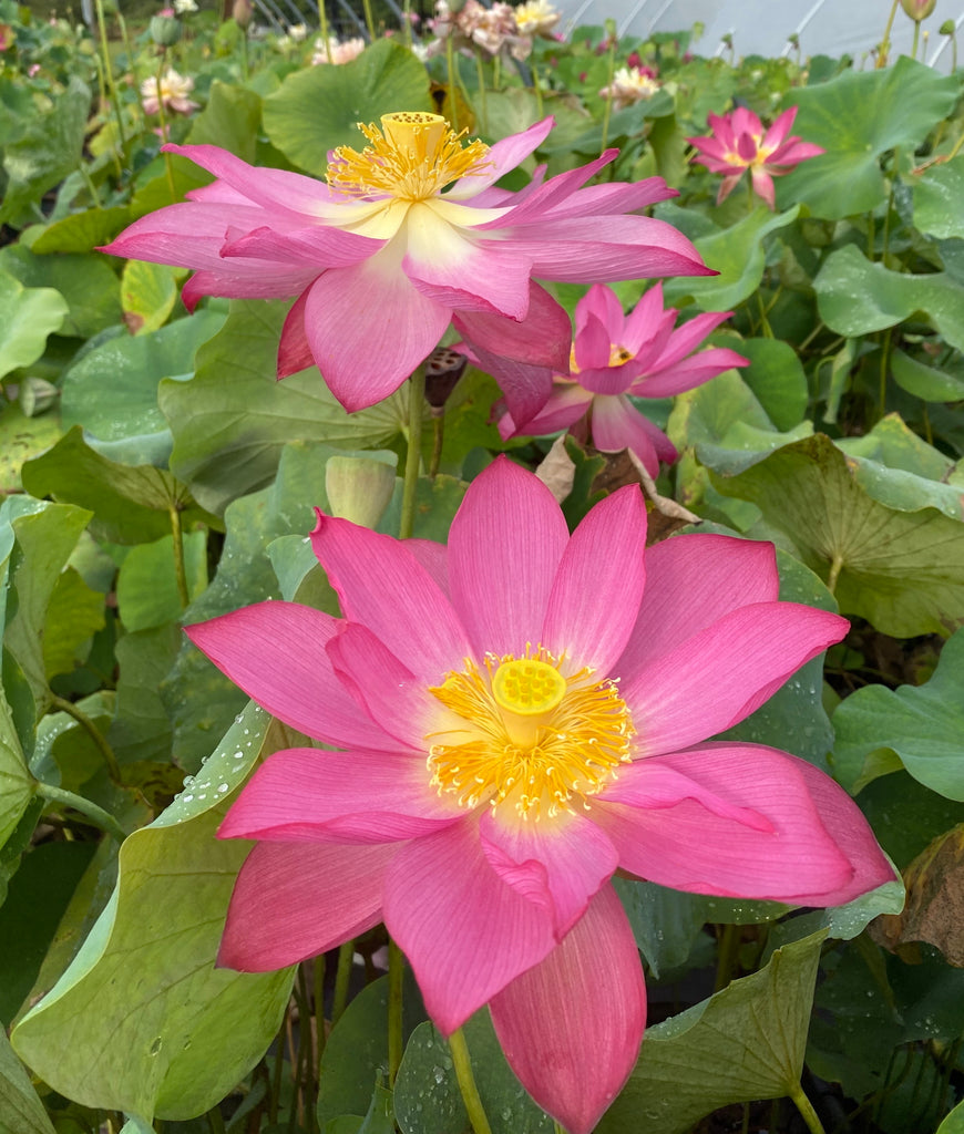 East Lake Pink Lotus <br>  Customer Favorite!