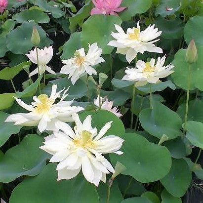 Elegance Lotus <br> Elegant Heavy Bloomer!