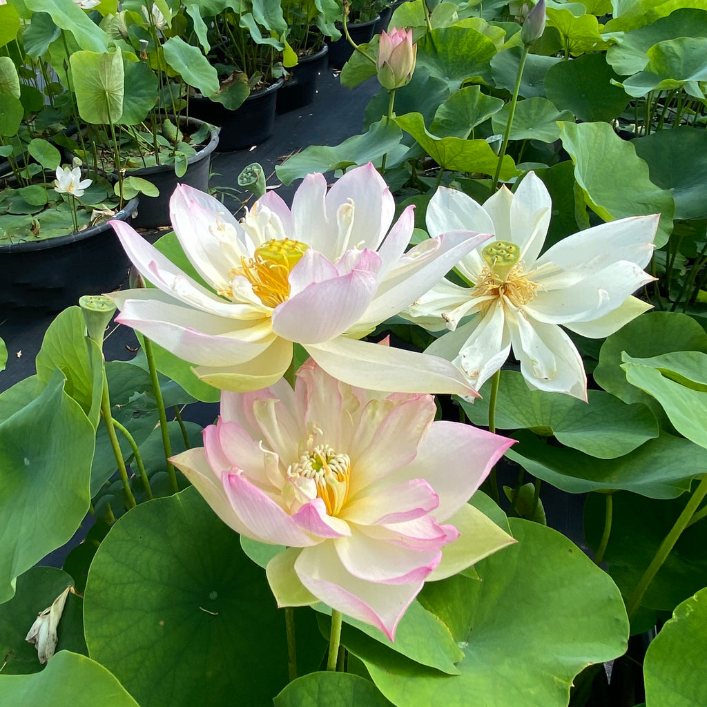 Elegance Lotus <br> Elegant Heavy Bloomer!