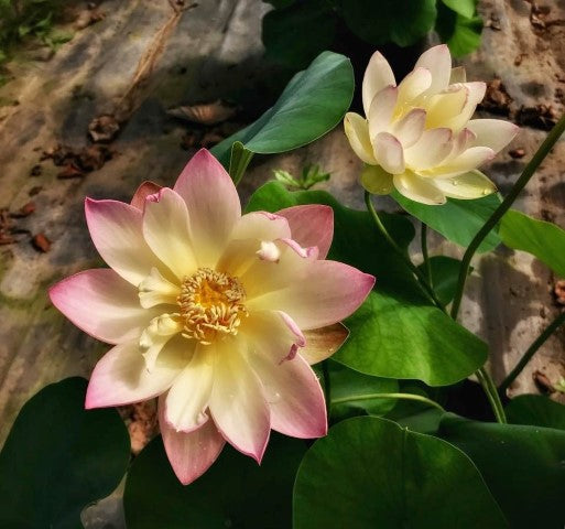 Evening Showers Lotus  <br>  Heavy Bloomer!
