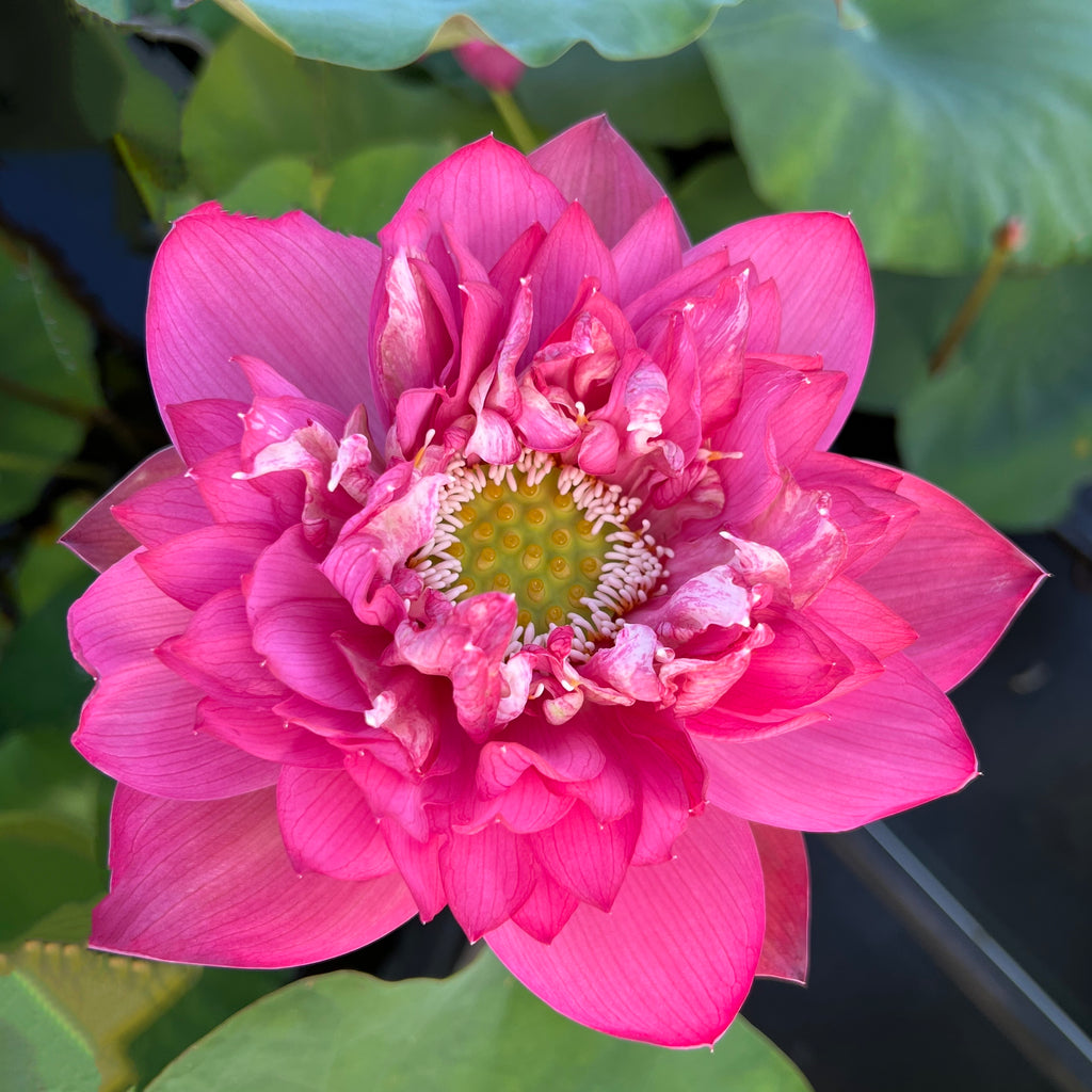 Fire Crane Lotus <br>  Dependable Bloomer