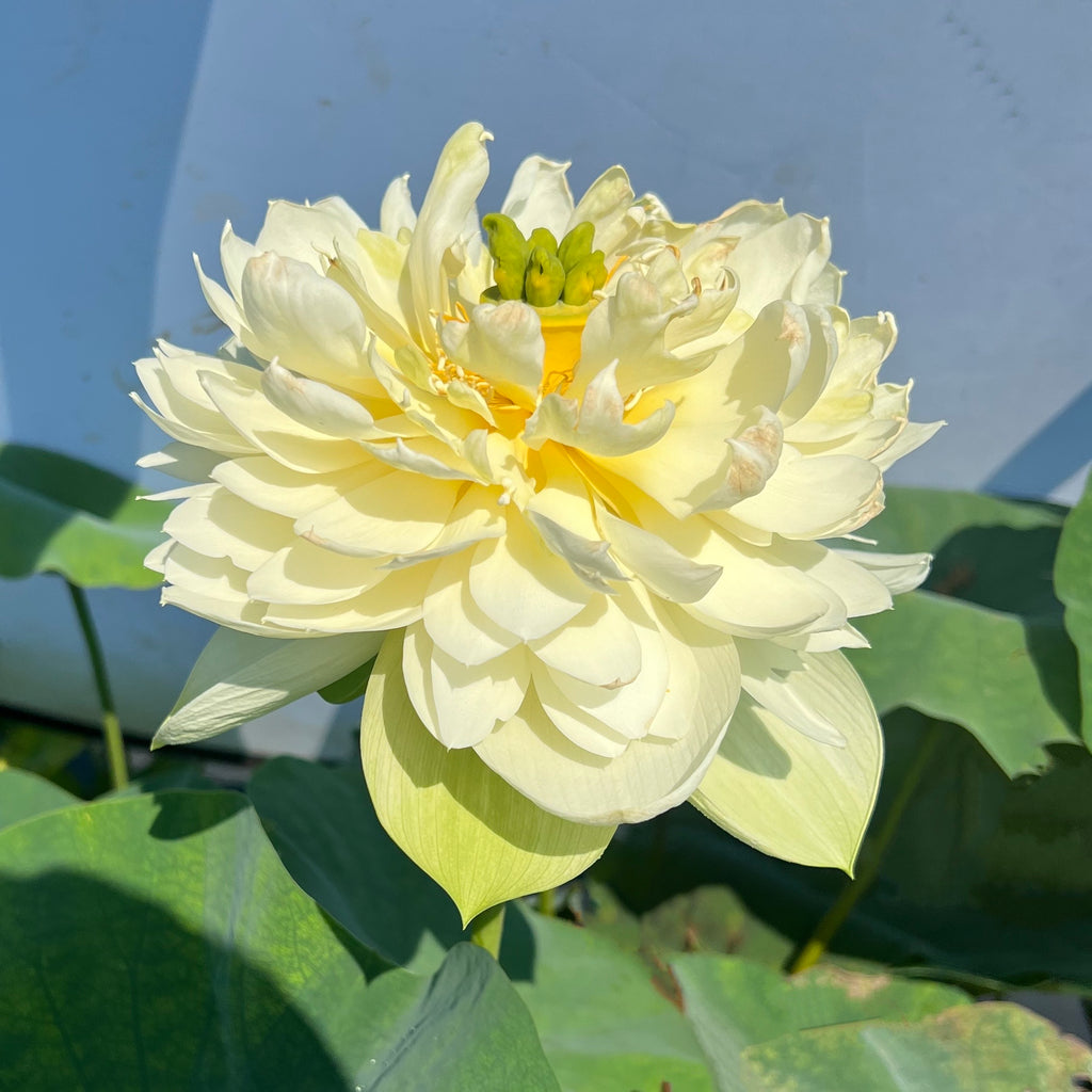 Golden Apple Lotus <br>  Heavy Bloomer!