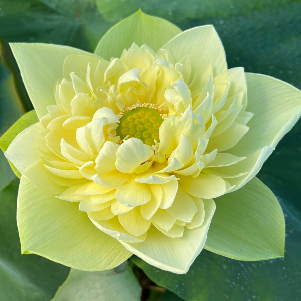 Golden Builder Yellow Lotus > Heavy Bloomer