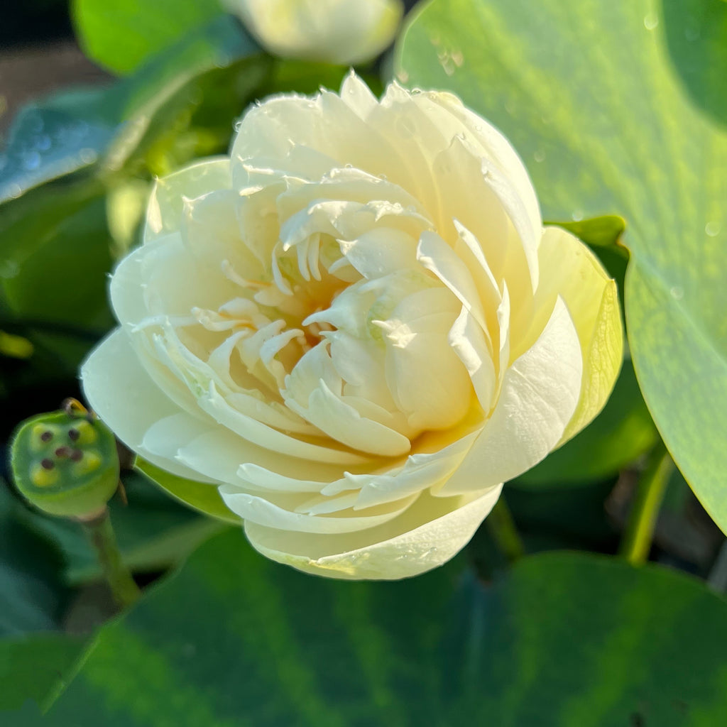 Gold and Resplendence Lotus  <br>  Ruffled Yellow Blooms!