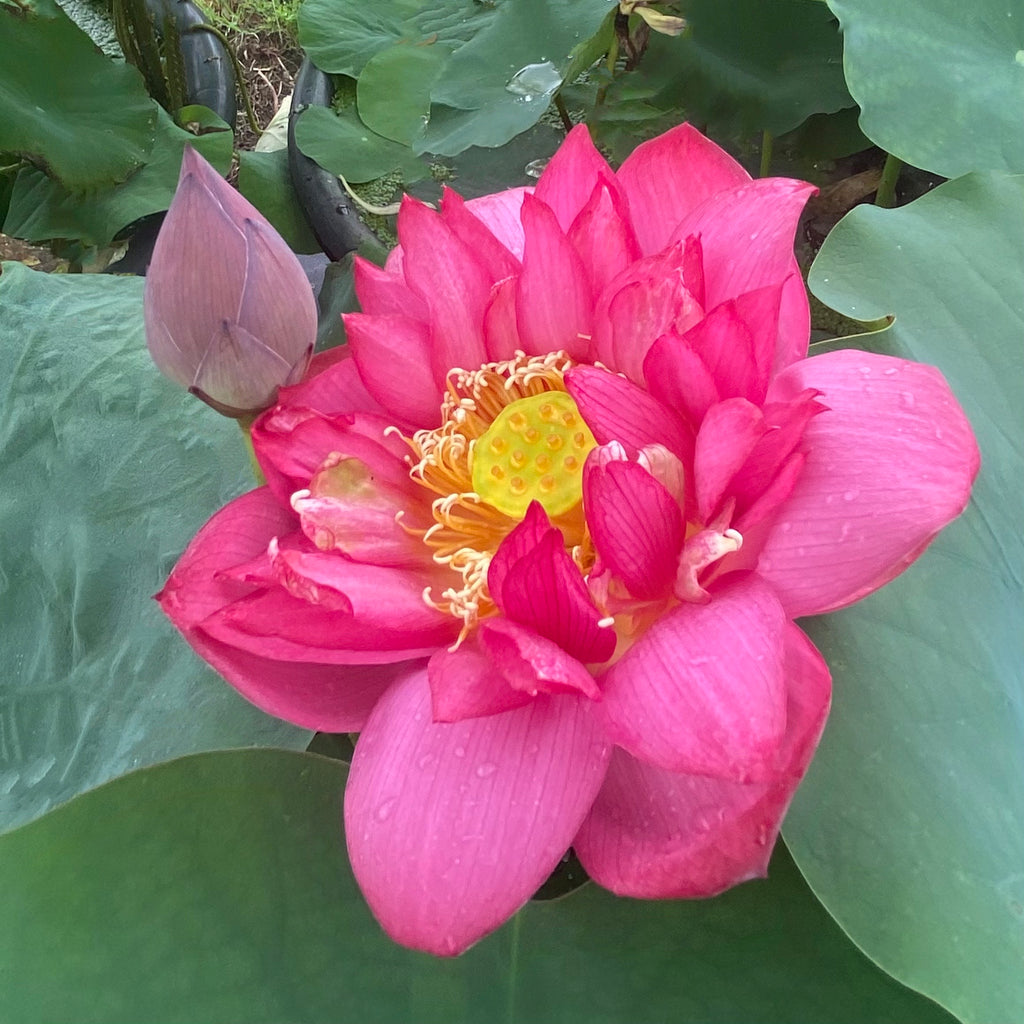 Glory Lotus <br>  Heavy Bloomer!